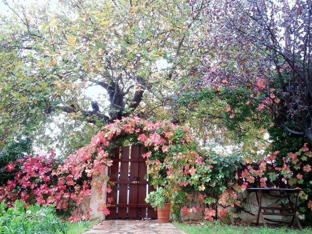Villa The Platanus Tree Kato Vasiliki Ngoại thất bức ảnh